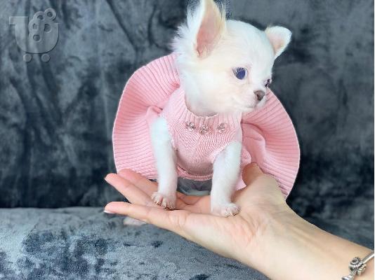 PoulaTo: Κουτάβια AKC reg Chihuahua